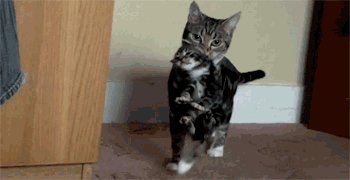 Mum Cat GIF