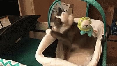 Cat Baby GIF