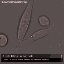 TCell Cancer GIF