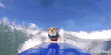 Viralhog Dog GIF