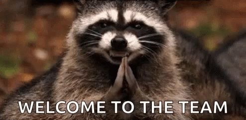 Raccoon Yes GIF