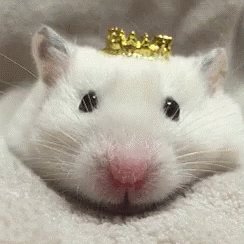 Rats Queen Rat GIF