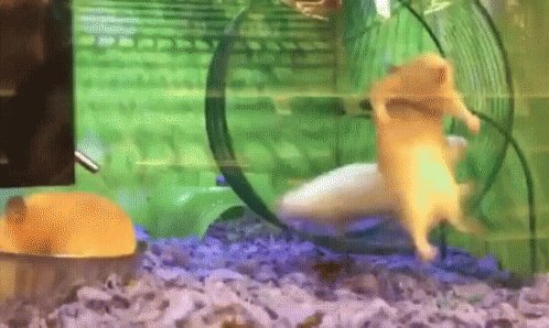 Hamster GIF