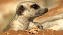 Erdmännchen What GIF
