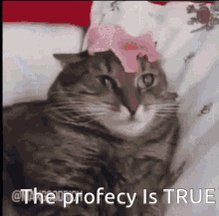 Dafuq Cat GIF