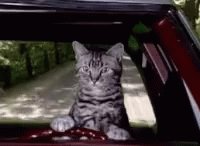 Cat Driving Cruise GIF