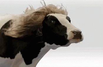Diva Cow GIF