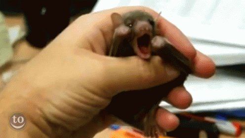 Itty Bitty Yawn Committee GIF