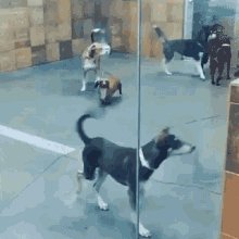 Socializing Dog GIF