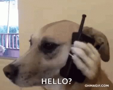 a tan colored dog holds a black phone up to his ear with a p