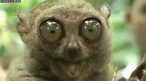 Big Eyes GIF