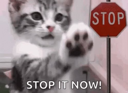 Cat Stop GIF