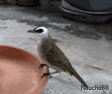 Bird Confused GIF