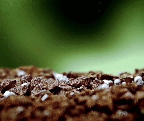 Plant Grow GIF by ELMØ