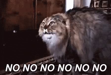 No No No No Cat GIF