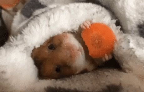 Carrot Chewing GIF