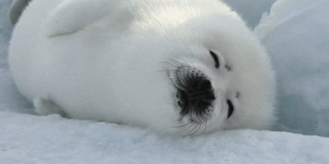  Happy Birthday!  Here is a seal 