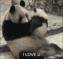 Panda Love GIF