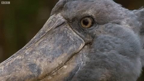 Duck Staring GIF