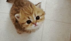 Animated gif of an orange tabby kitten looking up and meowin