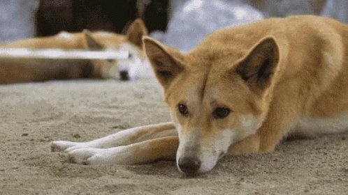 Bored Sleepy GIF