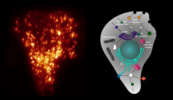 (left) A synthetic construct with both Golgi targeting seque