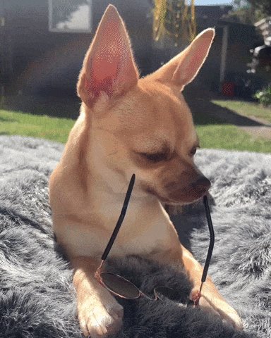 Sunbathing Thug Life GIF