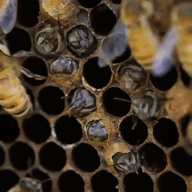 Bees GIF