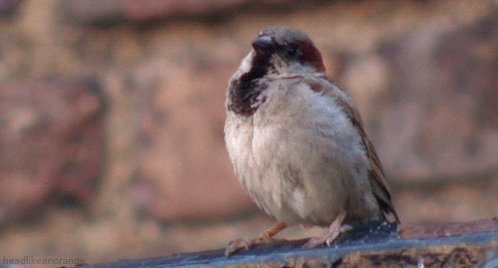 bbc natural world bird GIF by Head Like an Orange