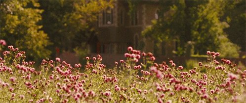 flowers spring GIF