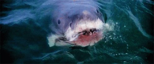 Shark Jaws GIF