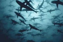 Sharks Swimming GIF