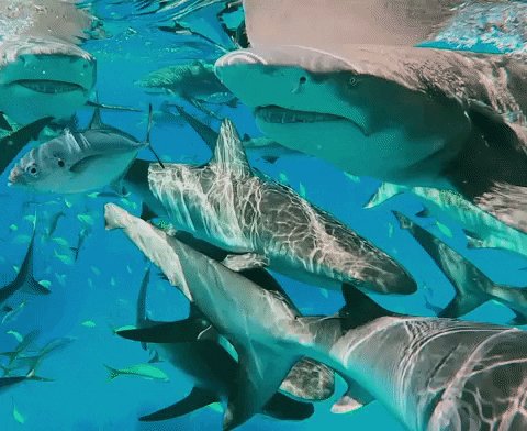 Discovery Sharks GIF by Sha...