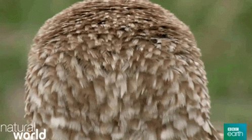 Animal Bird GIF