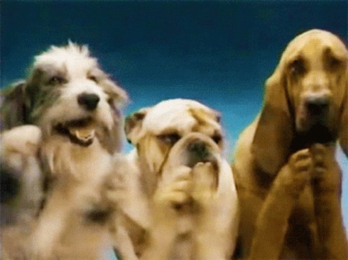 Dogs Puppy GIF