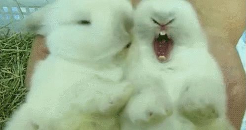 Kiss Bunny GIF