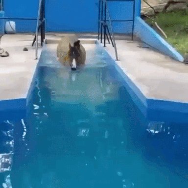 horse lap pool GIF