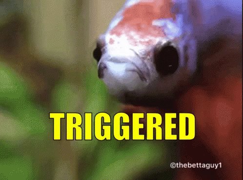 Betta Patrickthebetta GIF