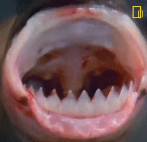 Sharp Teeth National Geographic GIF
