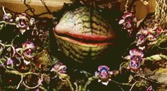 Carnivorous Plant GIF