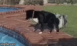 Teamwork Dog GIF