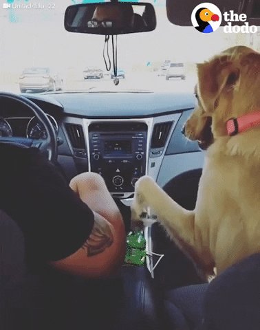 Hand In Hand Dog GIF by The...