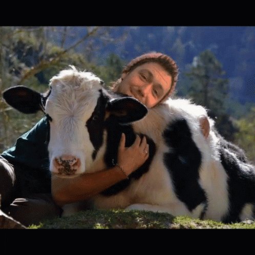 Cow Philip GIF