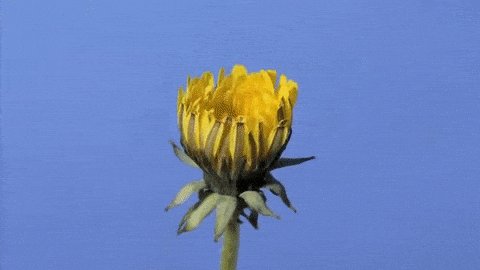 dandelion GIF