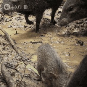Buzz Off Amazon GIF by Natu...