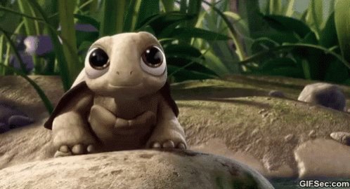 Turtle Cute GIF