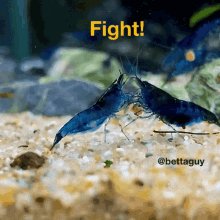 Shrimp Cherryshrimp GIF