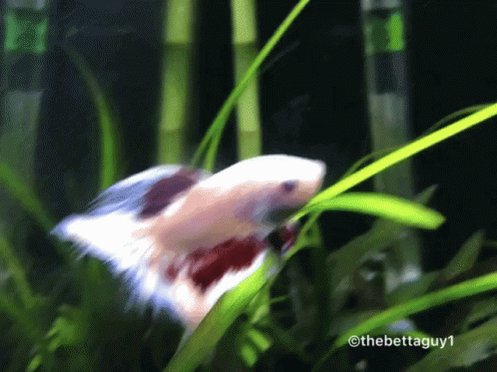 Betta Fish GIF