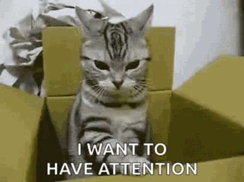 Want Attention Give Me Attention GIF