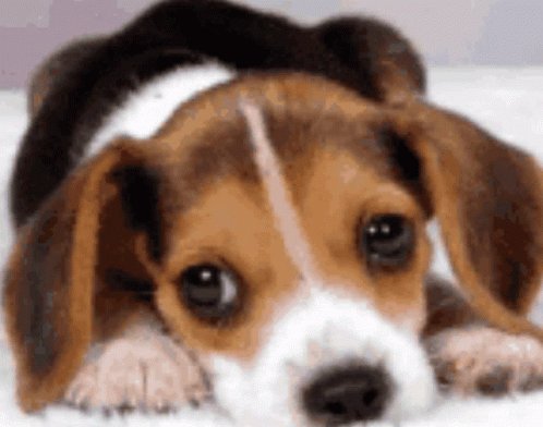 Dog Puppy GIF